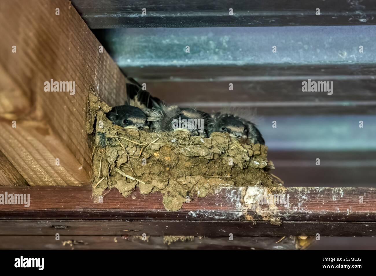 Couvée de poussins à hirondelles, Hirundo rustica, dans un nid construit sur un râtre dans un hangar. Banque D'Images