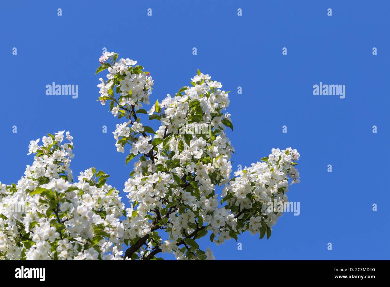 Crabe chinois en fleurs (Malus spectabilis, pomme asiatique, pomme à fleurs chinoise) au printemps, avec ciel bleu à l'arrière-plan, espace de copie disponible. Banque D'Images