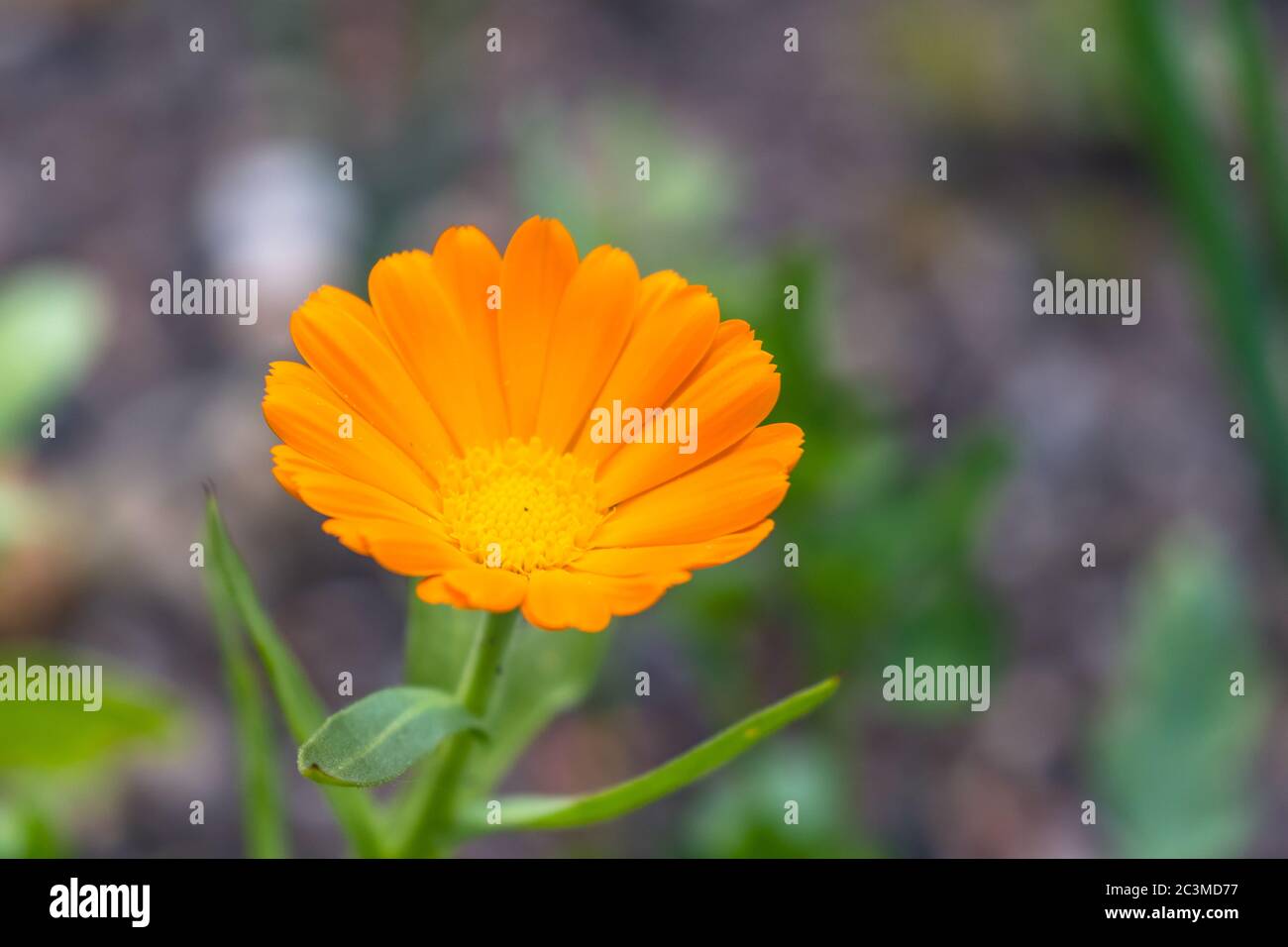 Vue rapprochée de l'orange Calendula officinalis (marigold pot, rudles, commun marigold, jardin marigold, anglais marigold, ou écossais marigold), copie Banque D'Images