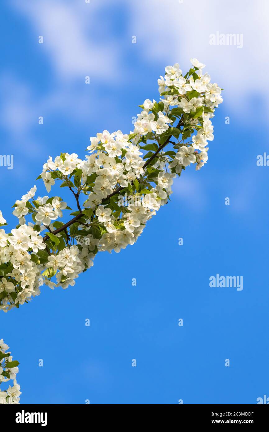 Crabe chinois en fleurs (Malus spectabilis, pomme asiatique, pomme à fleurs chinoise) au printemps, avec ciel bleu à l'arrière-plan, espace de copie disponible. Banque D'Images