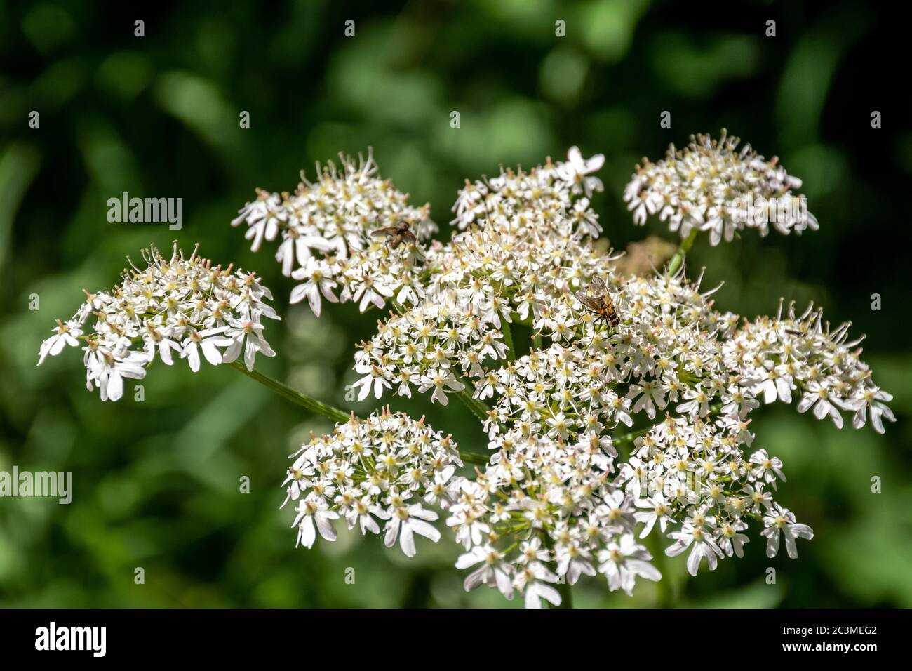 Gros plan d'une fleur sauvage blanche, le persil de vache, qui grandit sauvage en Écosse. Banque D'Images