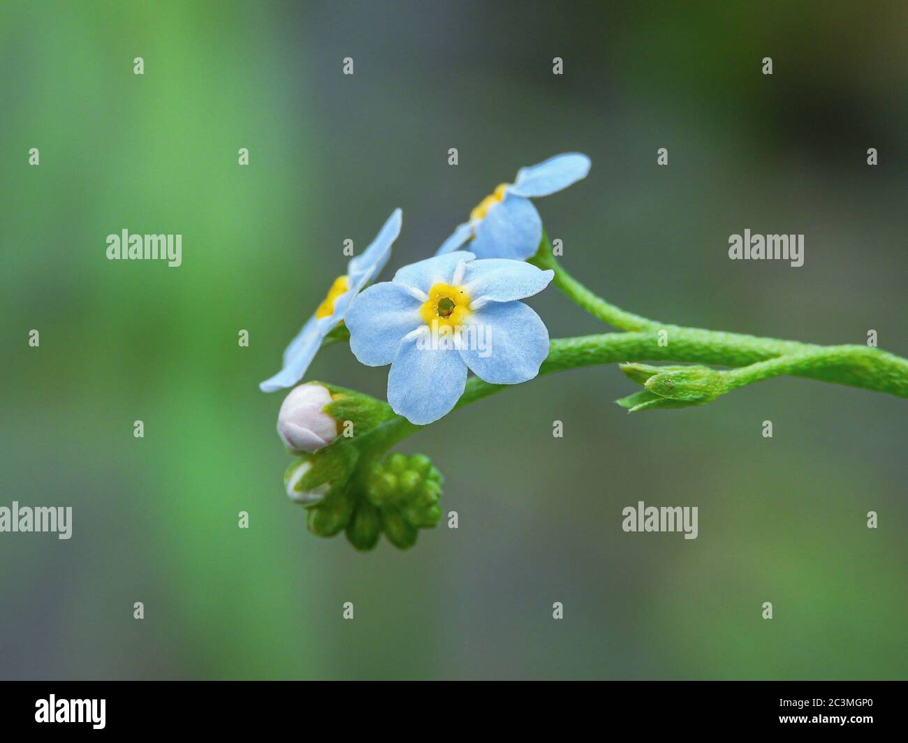Gros plan de fleurs alpines oubliées-me-pas avec fond vert Banque D'Images