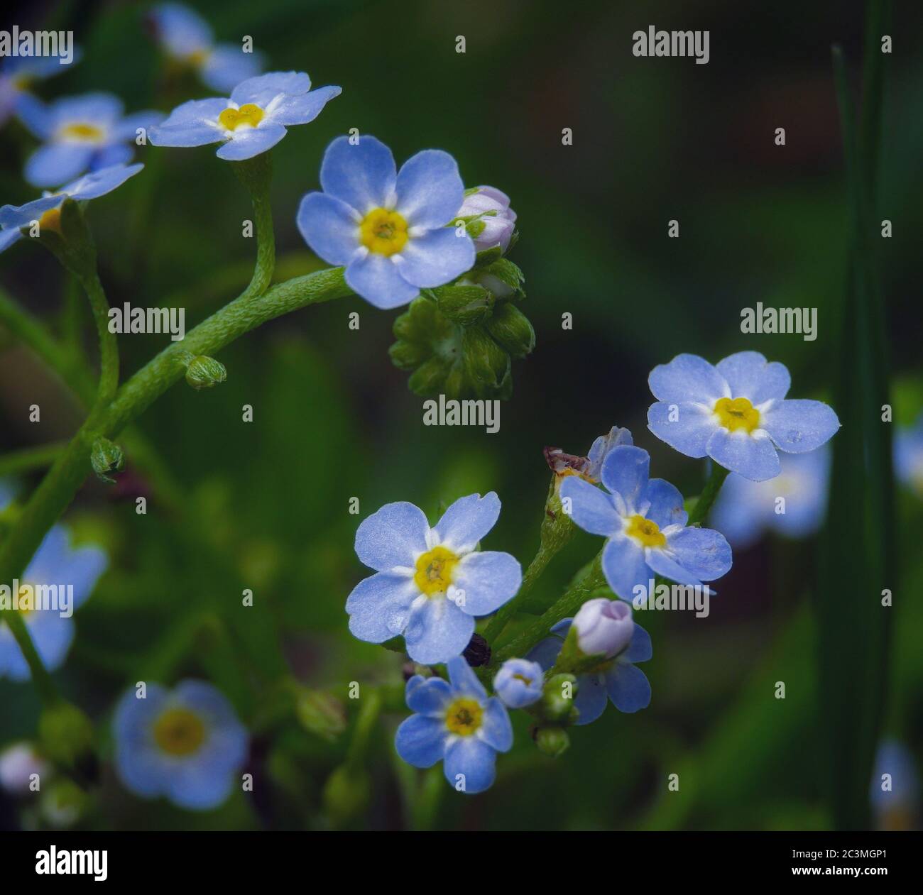 Gros plan de fleurs alpines oubliées-me-pas avec fond vert Banque D'Images