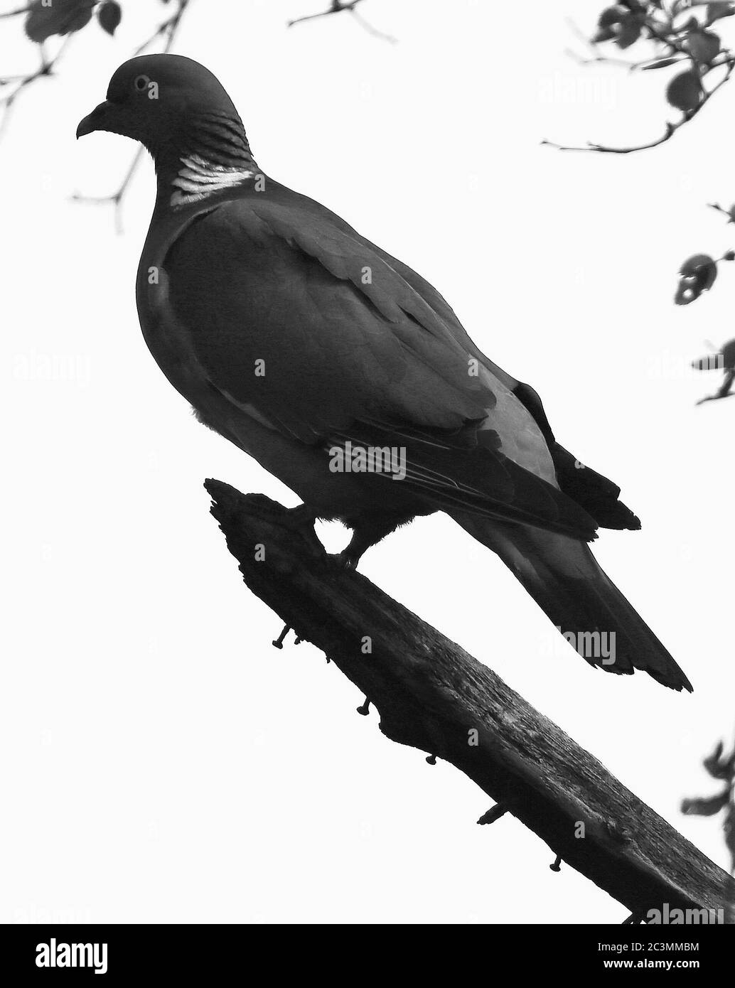 Garden Wildlife Credit Ian FairBrother / Alamy stock photos Banque D'Images