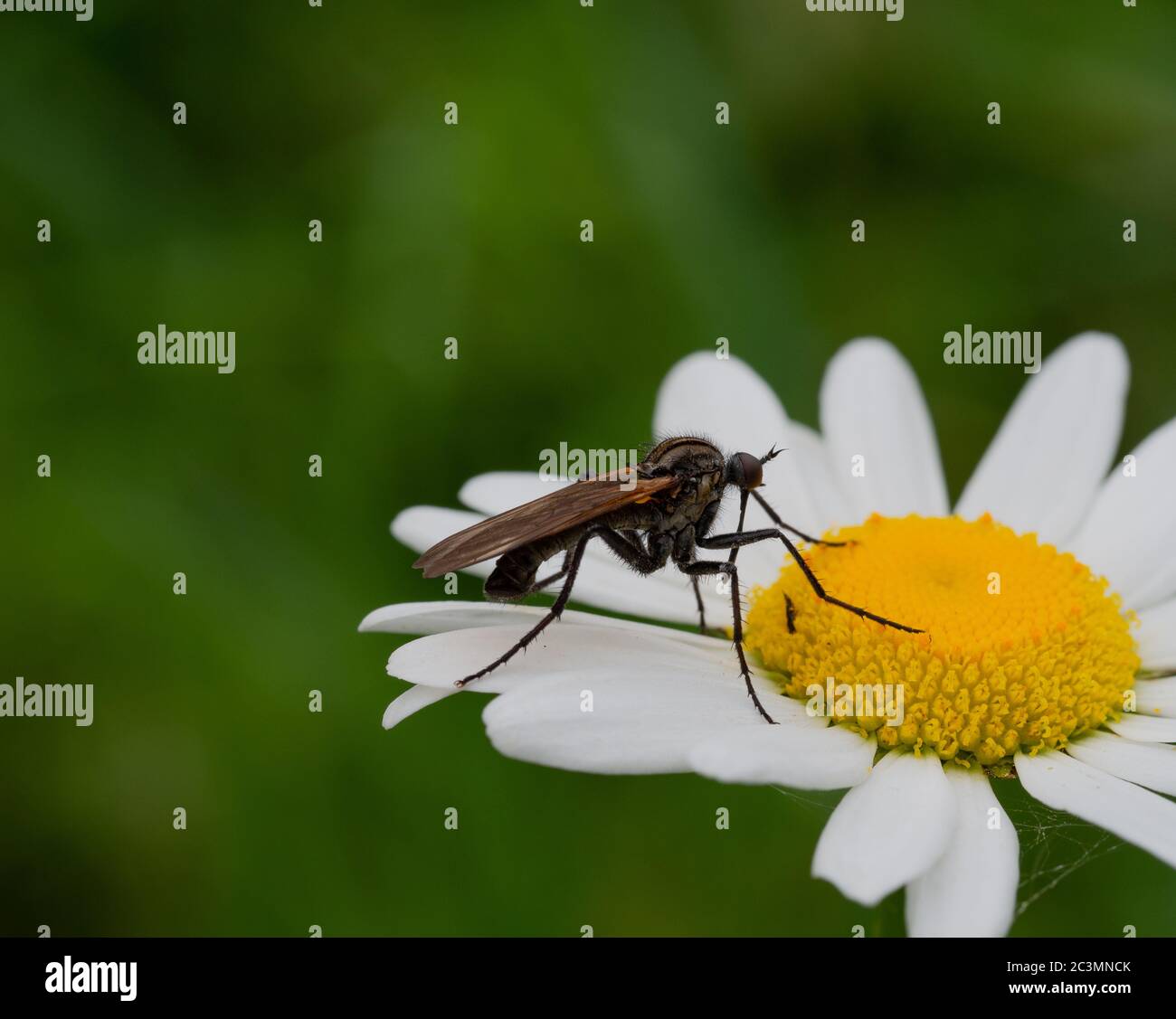 Gros plan d'une mouche de danse sur une fleur Banque D'Images