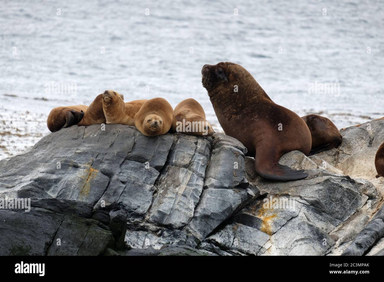 Une famille de lions de mer debout sur un rocher sur le canal Beagle, Ushuaia, Argentine Banque D'Images