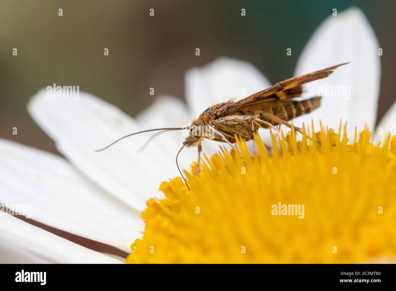 Gros plan d'un Moth de la menthe (pyrausta aurata) sur Anthemis tinctoria «E.C.Buxton» Banque D'Images