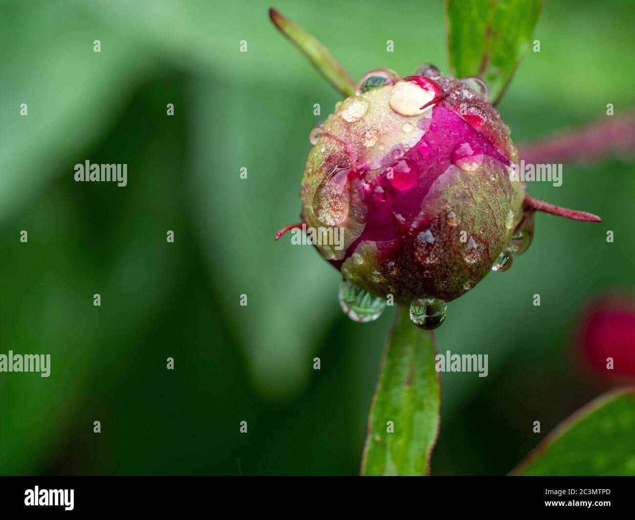 Une pivoine lumineuse s'épanouie sur fond vert clair avec gouttes de pluie après une douche à effet pluie Banque D'Images