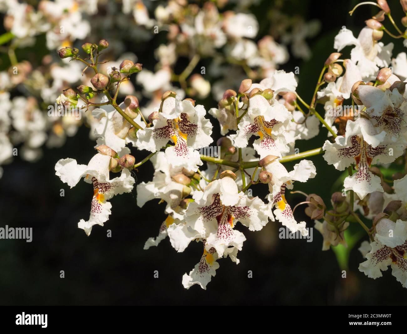 Fleurs blanches à pois violets dans la panicule de l'arbre ornemental, Catalpa x erubescens 'Purpurea' Banque D'Images