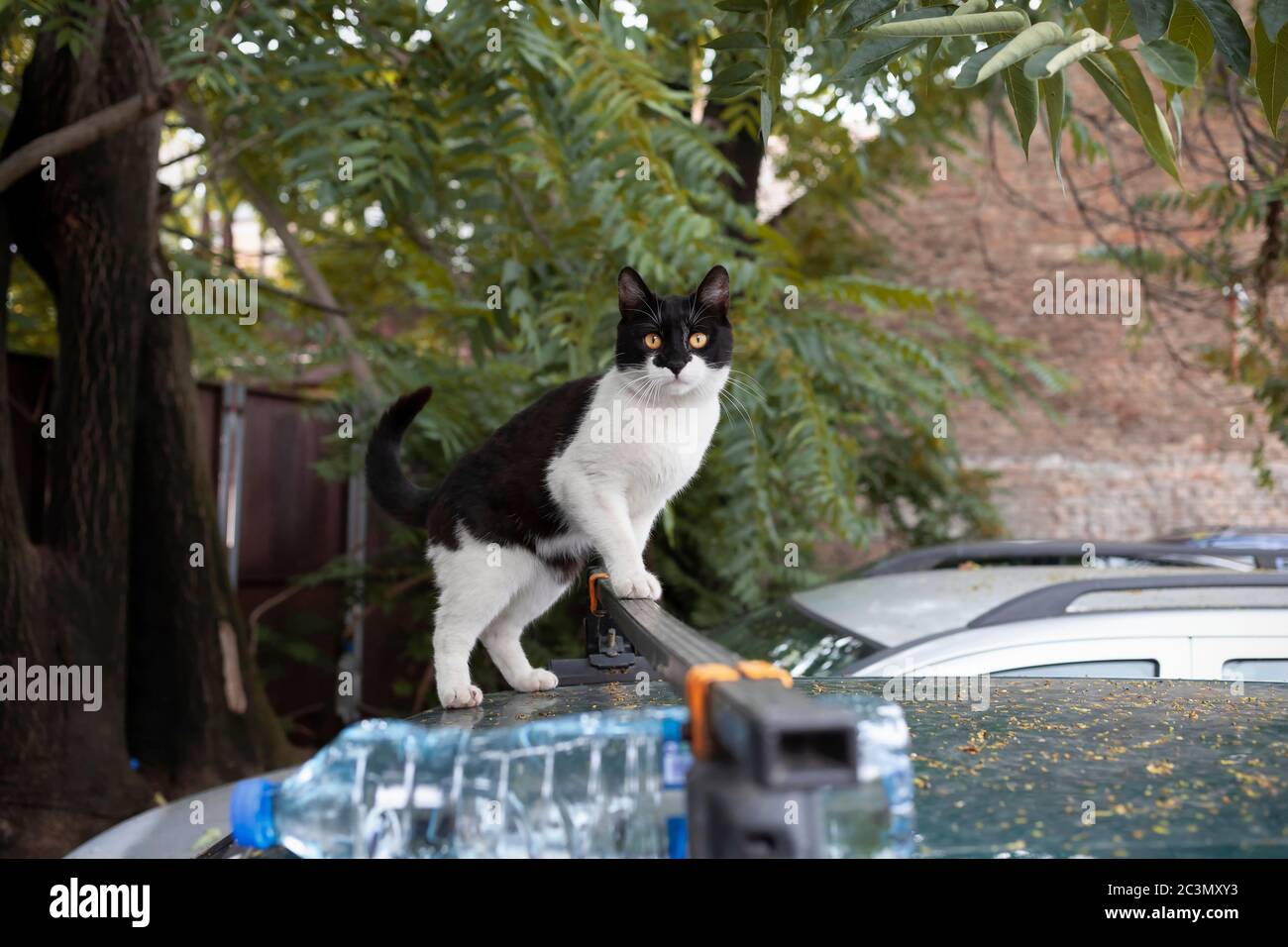 Tomcat noir et blanc sur le toit d'une voiture Banque D'Images