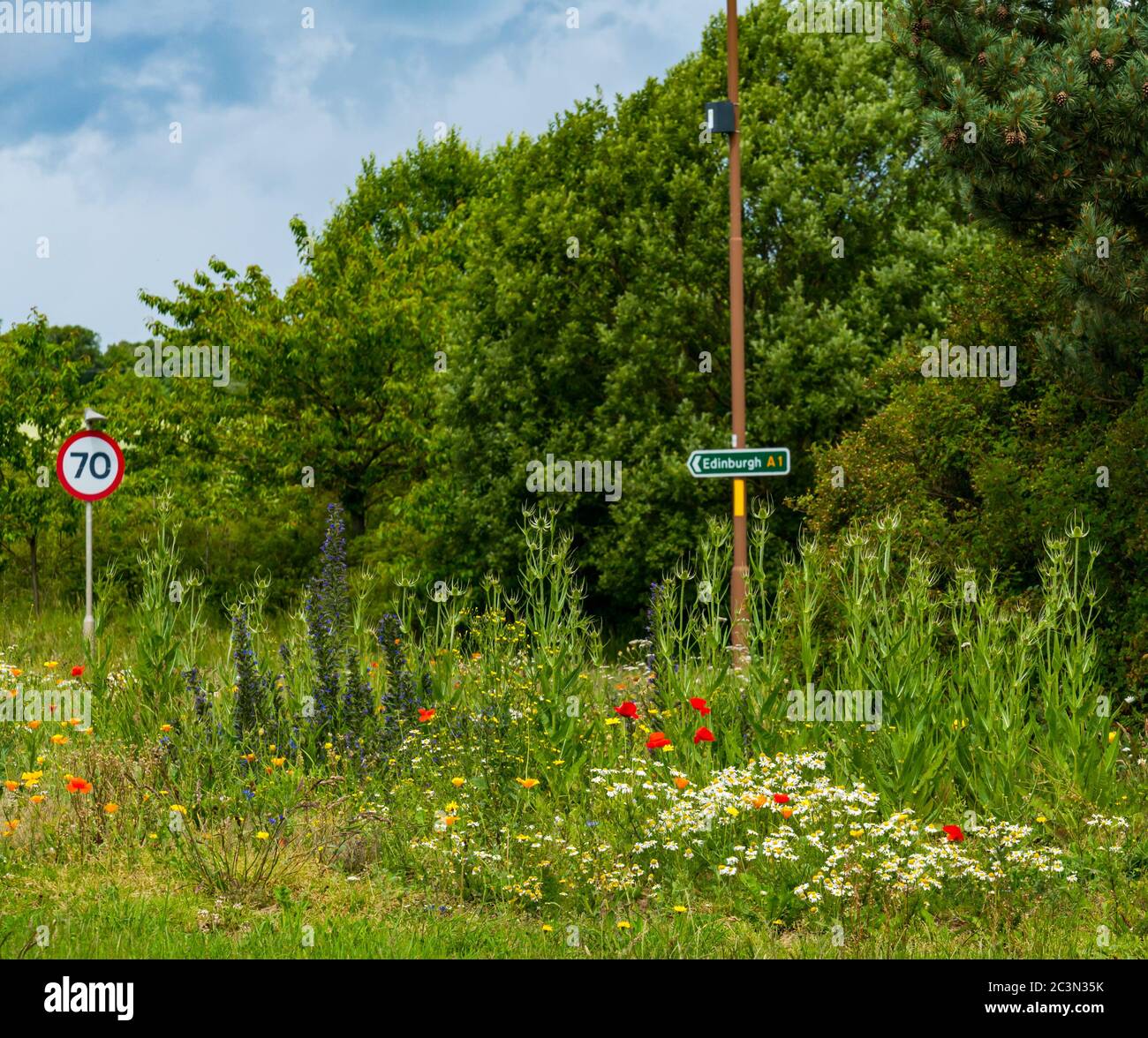 Haddington, East Lothian, Écosse, Royaume-Uni, 21 juin 2020. Météo au Royaume-Uni: East Lothian Council a une politique d'encourager les fleurs sauvages de rond-point avec un affichage coloré à côté de la cale A1 Banque D'Images