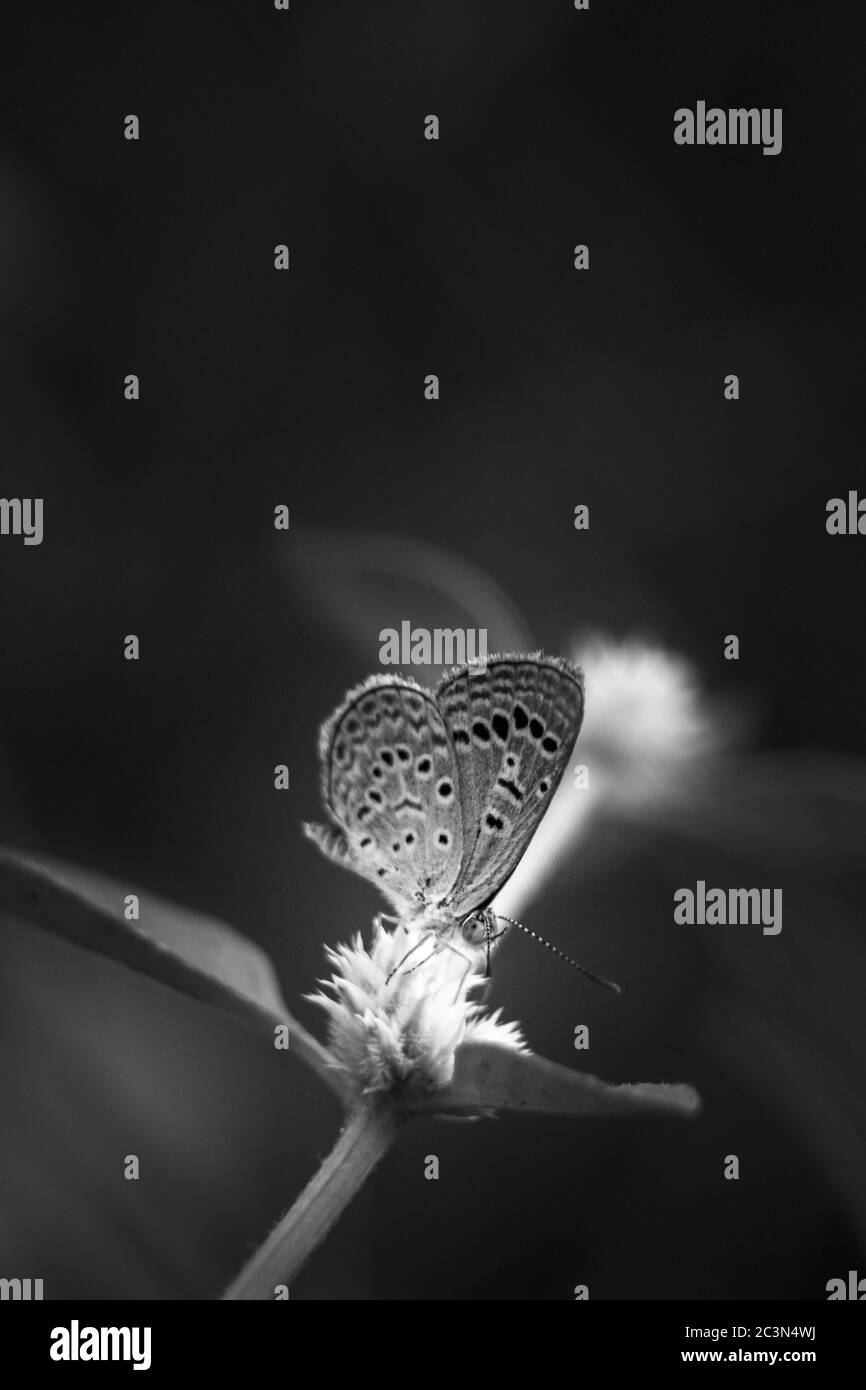 Magnifique papillon sur fleur avec macro-gros plan détaillé sur Monochrome - mise au point sélective des yeux papillon photo macro blanche et blanche. Banque D'Images