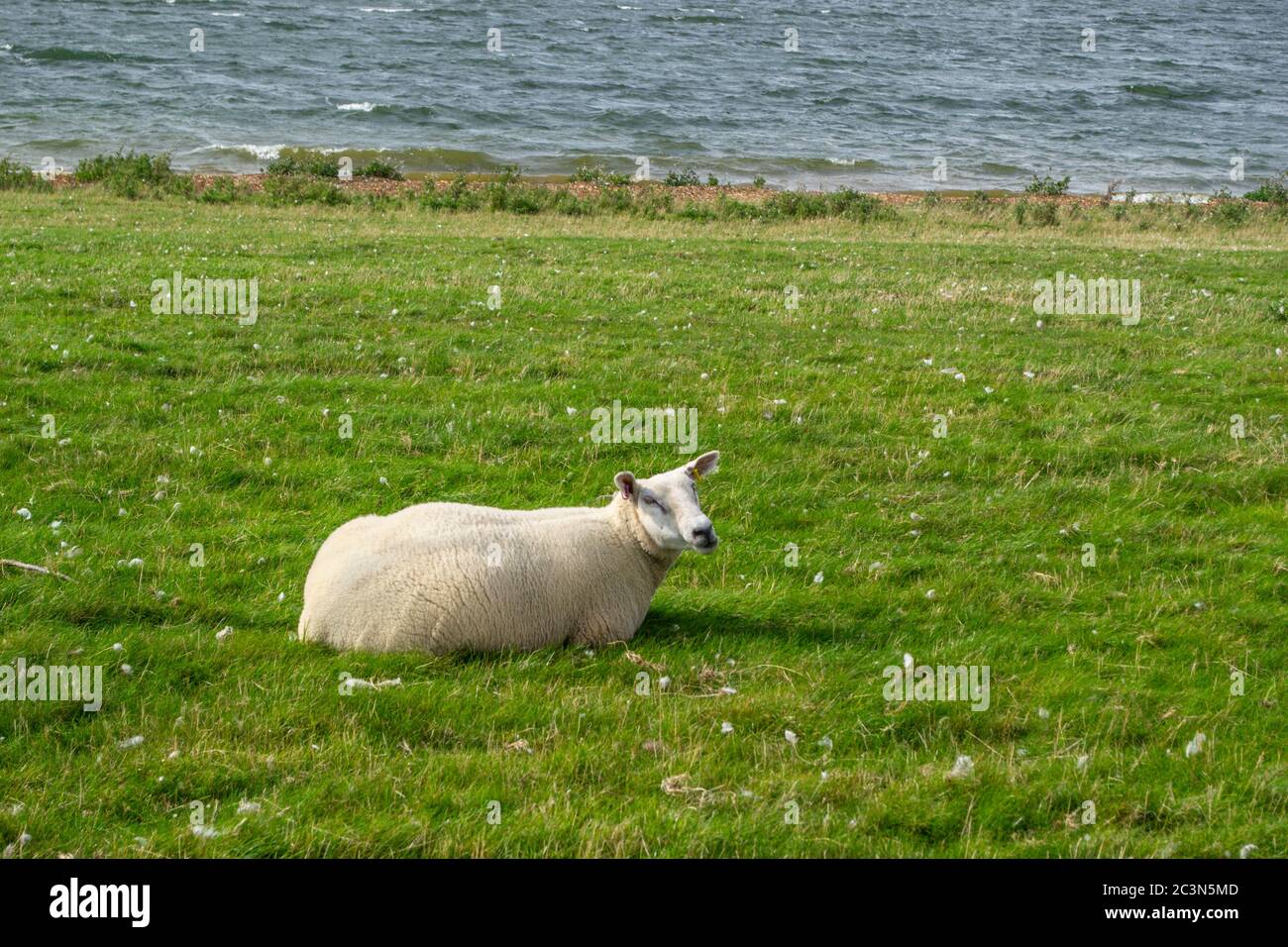 Moutons par Rutland Water, Rutland, Angleterre Banque D'Images