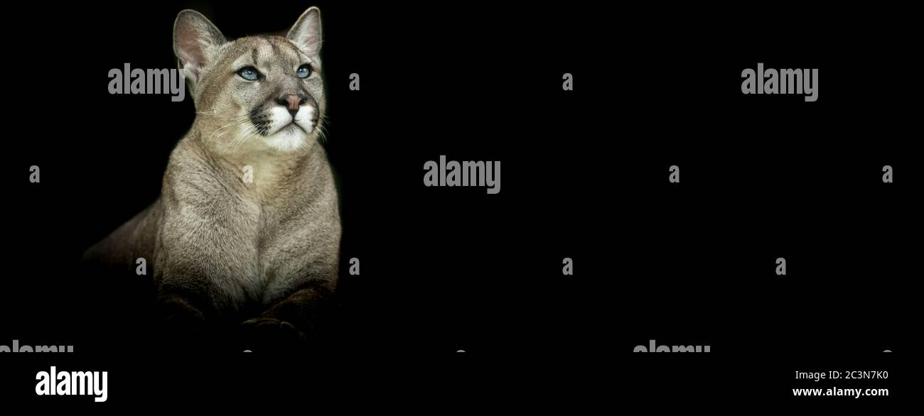un puma noir