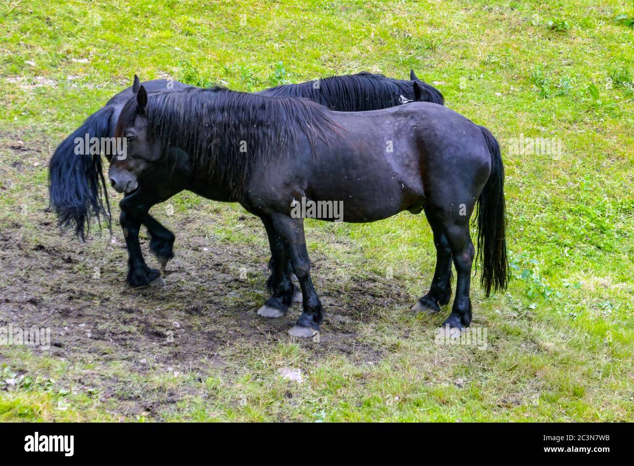 Deux chevaux noirs, à Val Merens, chevaux Merens, debout nez à queue pour garder les mouches loin. Banque D'Images