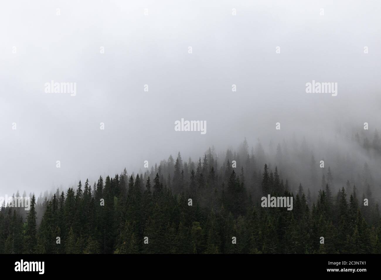 Nuages sur forêt de pins, nature scandinave. Forêt sauvage mystique. Automne sombre brouillard Norvège Banque D'Images