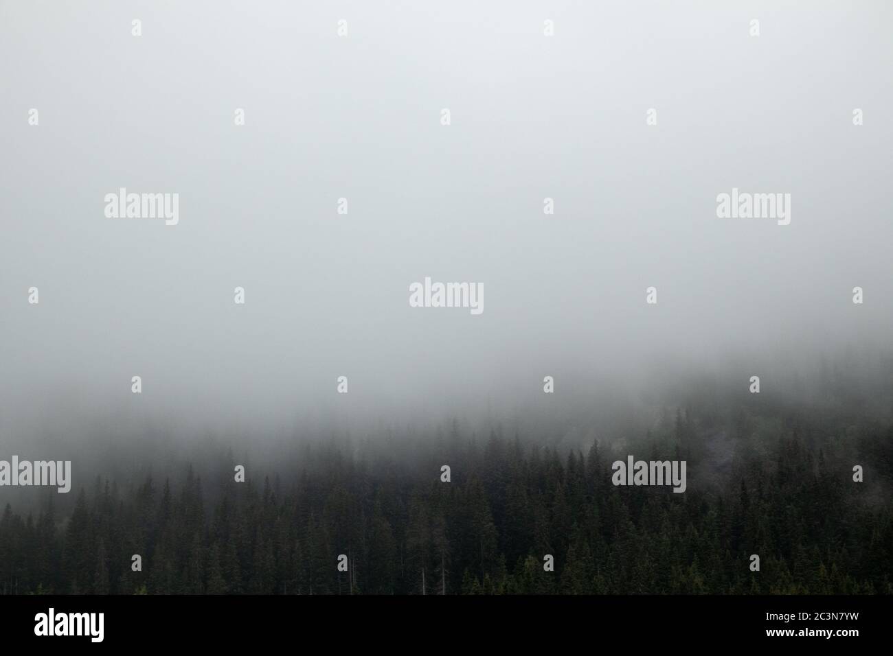 Nuages sur forêt de pins, nature scandinave. Forêt sauvage mystique. Voyage d'automne brouillard Norvège Banque D'Images