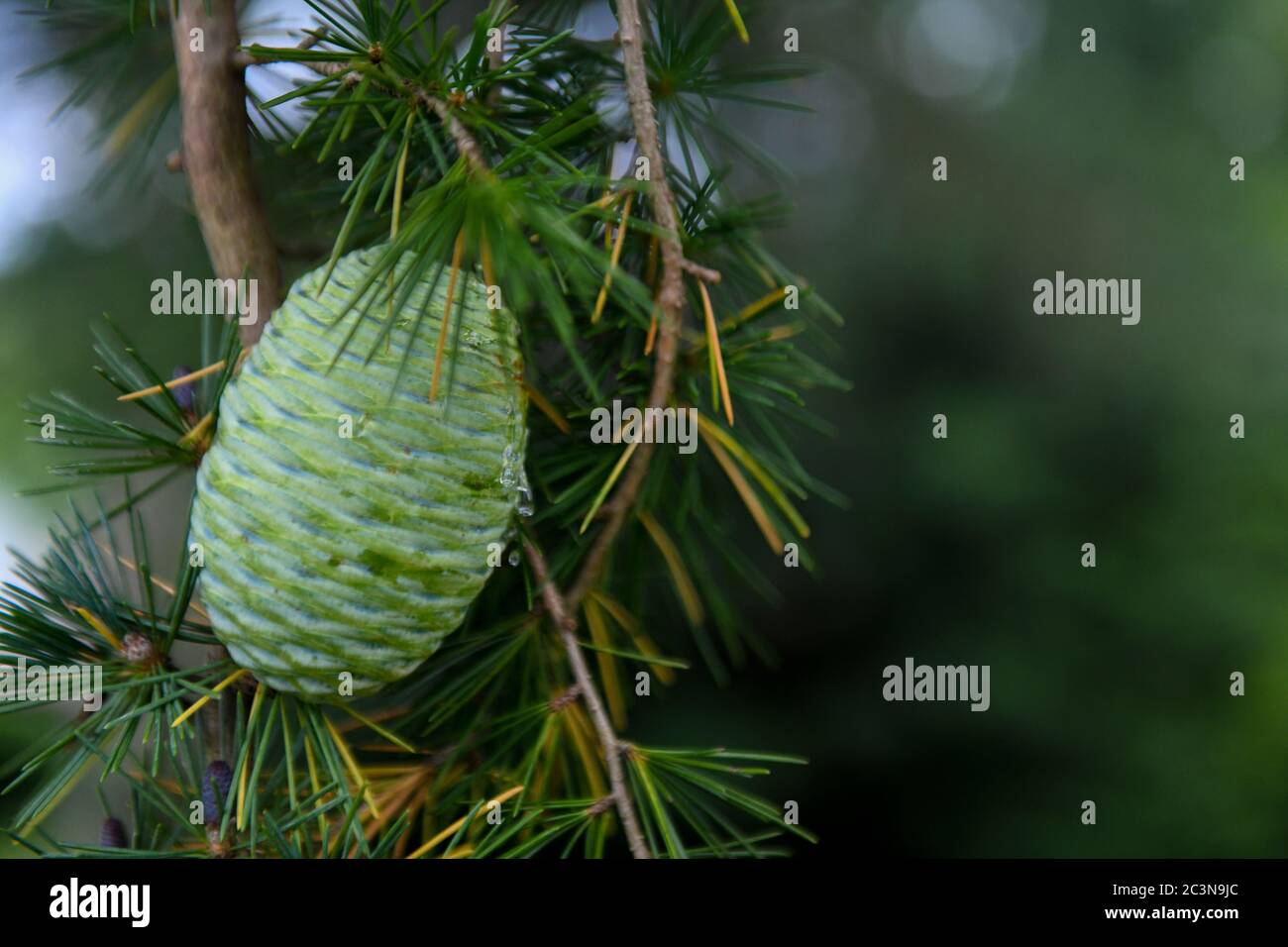 Cône de pin vert en été sur le cèdre altas evegreen conifères - pin et pinecone en maturation - Pinophyta - pins strobilus verts - Cedrus atlantica Banque D'Images