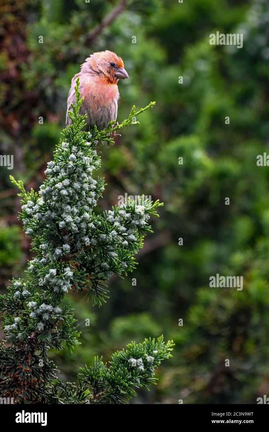 Pourpre finch purpureus héorhous perchée dans un arbuste à feuilles persistantes - oiseau rose / oiseau rouge dans un arbuste vert - famille des Fringillidae Banque D'Images