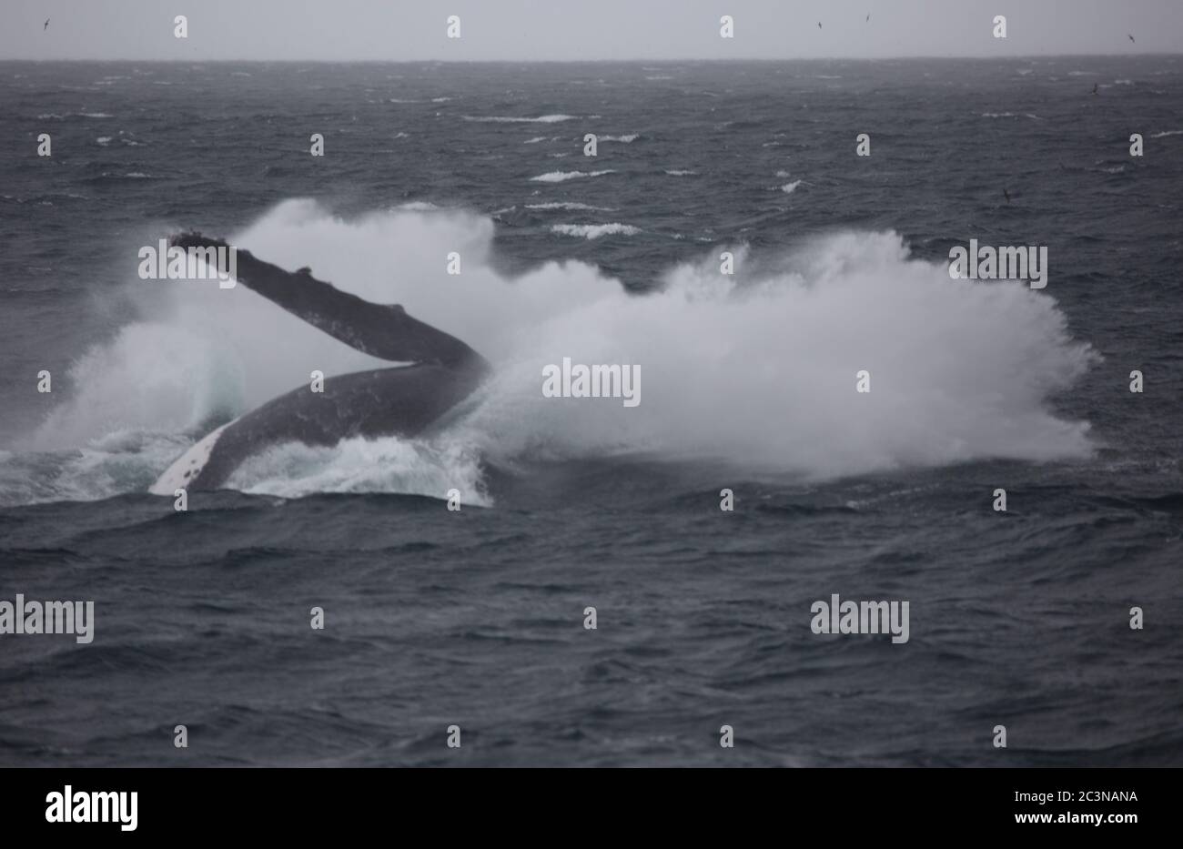 Humpback Whale breaching Banque D'Images