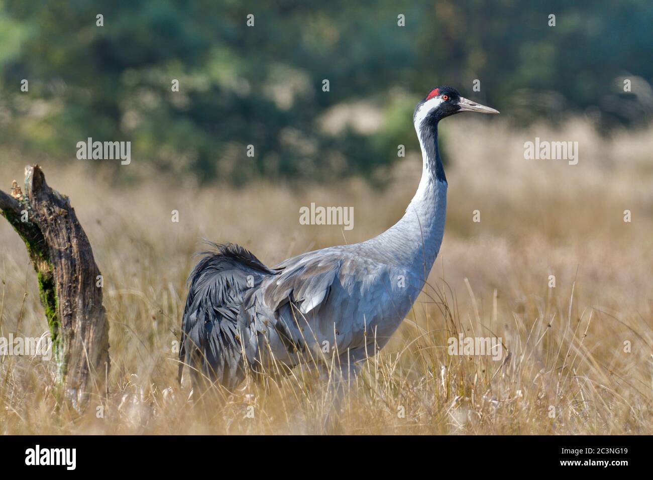 Grue commune, gros oiseau gris Banque D'Images