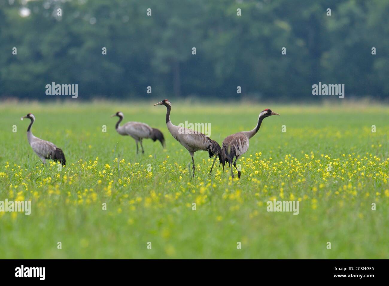Oiseaux de grue sur des prairies vertes jaunes Banque D'Images