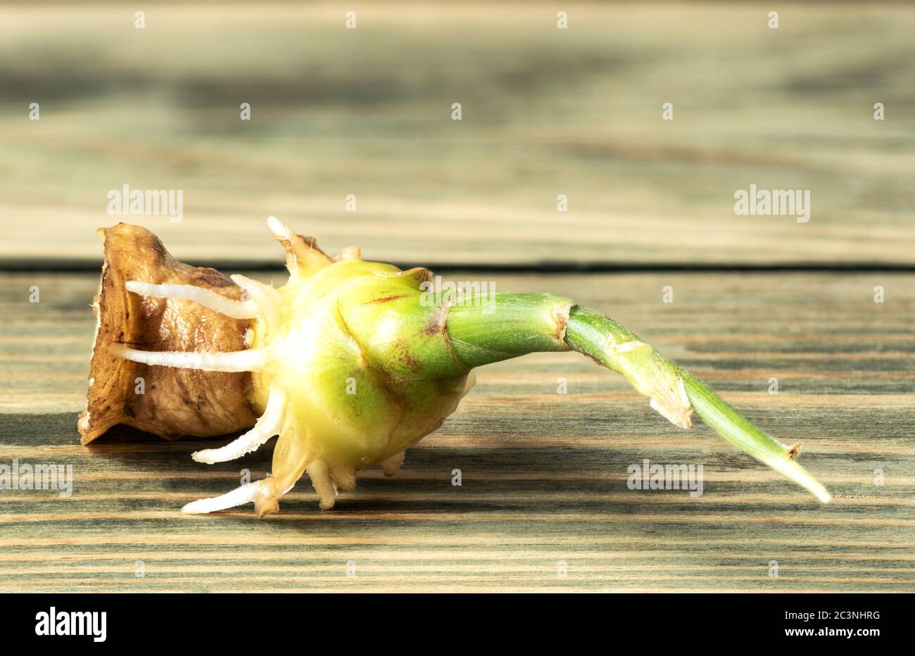 Racine de gingembre avec sprint vert sur fond de bois. Gros plan. Banque D'Images