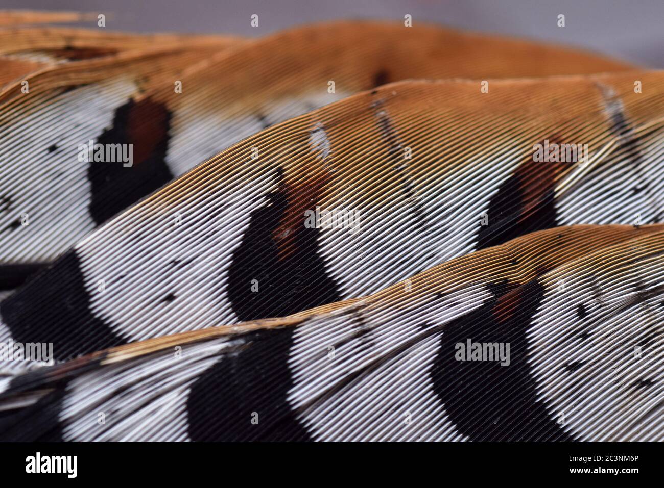 macro plumes faisantes Banque D'Images