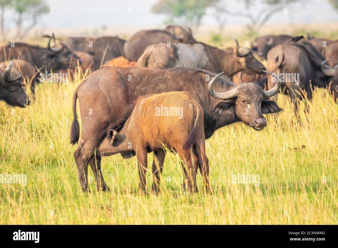 Une femelle de buffle africain ou de buffle du Cap (Syncerus caffer) qui allaite, Murchison Falls National Park, Ouganda. Banque D'Images