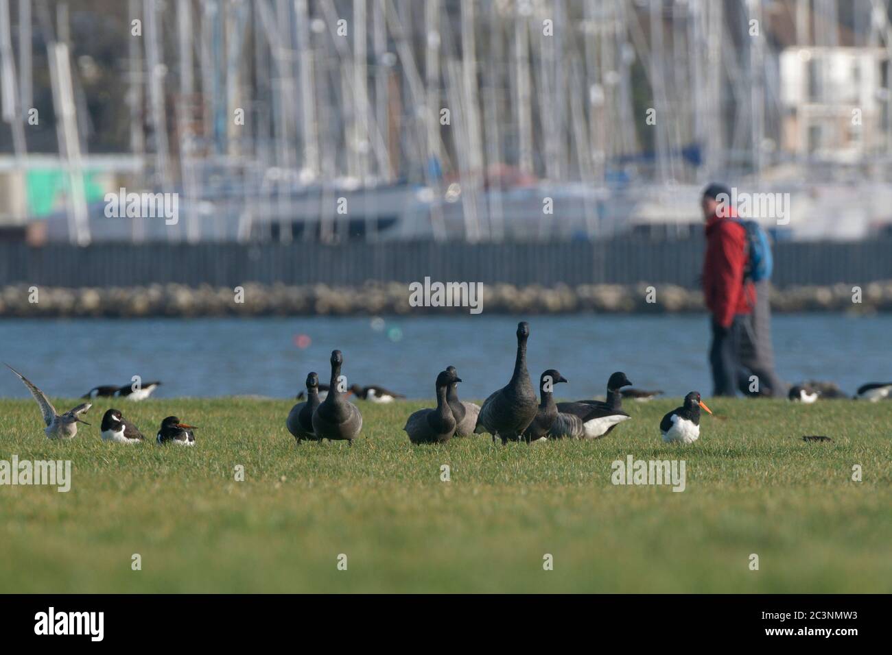 Les gens qui marchent devant un groupe d'oies bernaches (Branta bernicla) Oystercatachers (Haematopus ostralegus) et un godwit à queue noire (Limosa limosa) Poole UK Banque D'Images