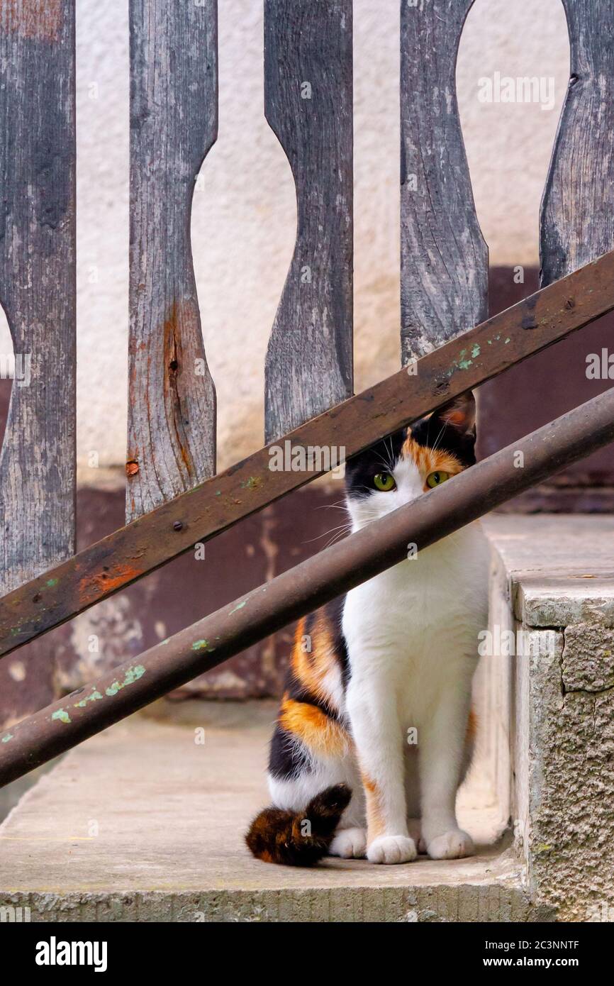 curieux calico chat assis dehors. prédateur dans l'observation de derrière la clôture Banque D'Images