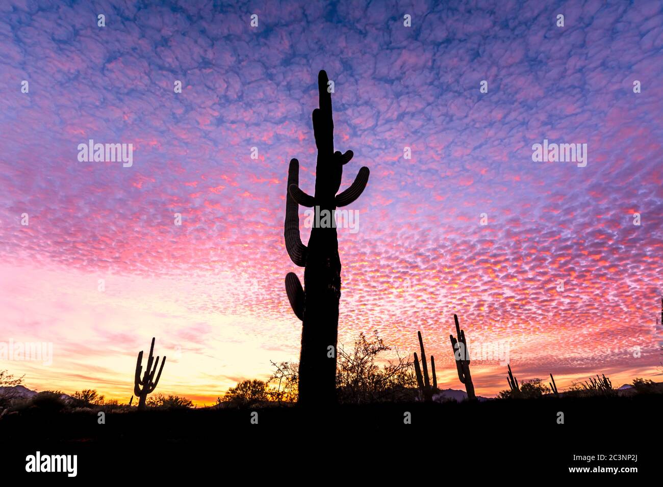 Réserve naturelle de Salt River Banque D'Images