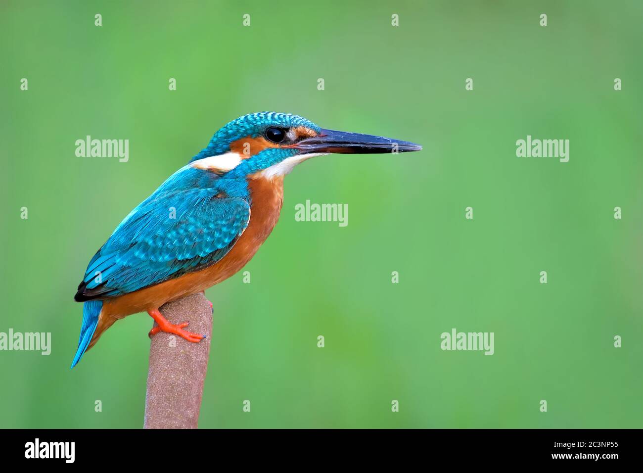 Le kingfisher commun, également connu sous le nom de kingfisher eurasien et de kingfisher de rivière, est un petit kingfisher dont sept sous-espèces sont reconnues dans sa W Banque D'Images