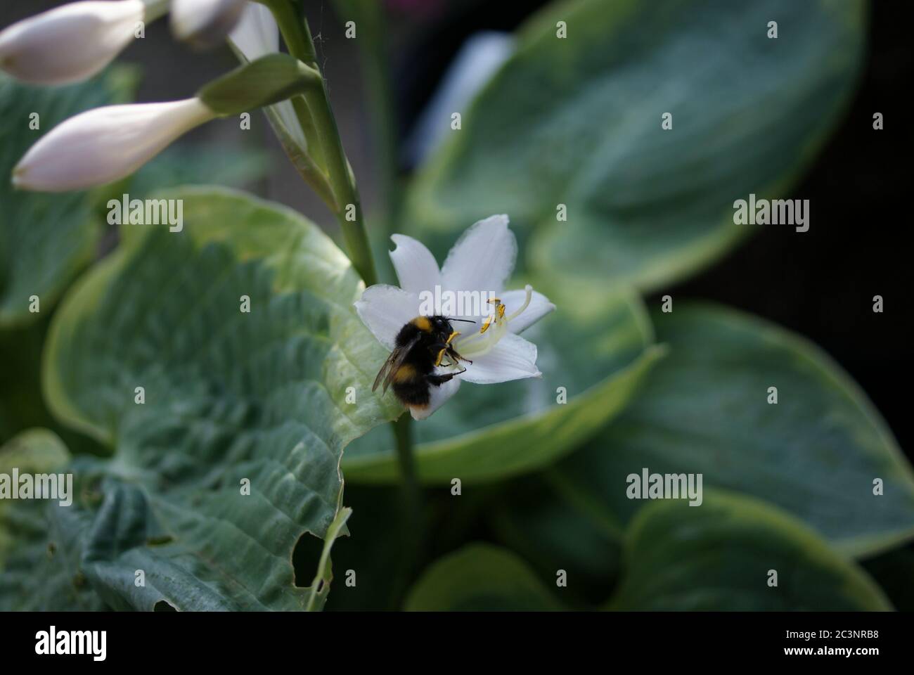 Abeille sur une fleur de Hosta Banque D'Images