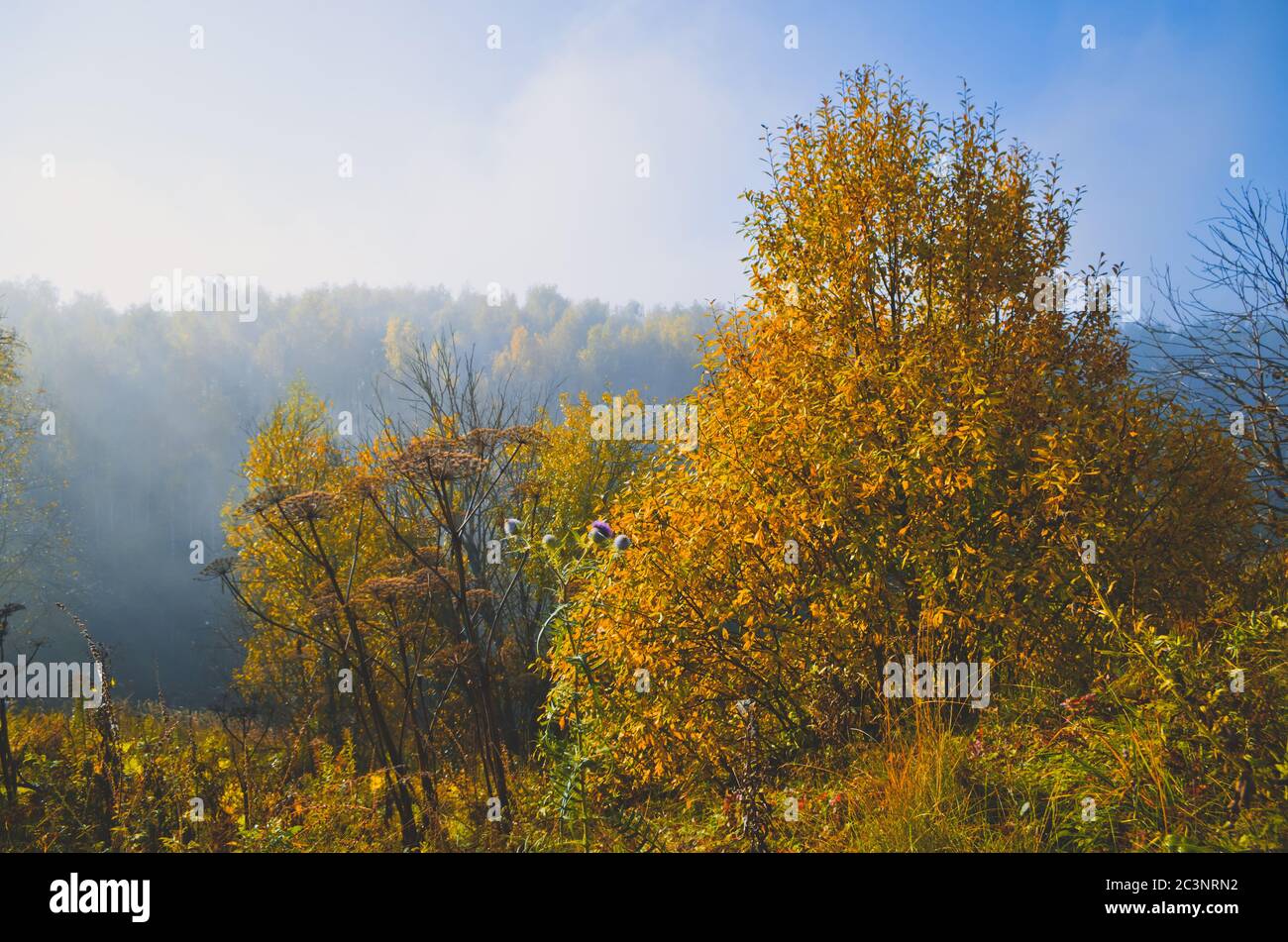 Paysage d'automne. Brouillard dans la forêt. Banque D'Images