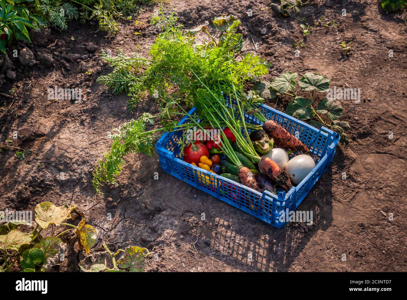 Dans un jardin de datcha bulgare Banque D'Images