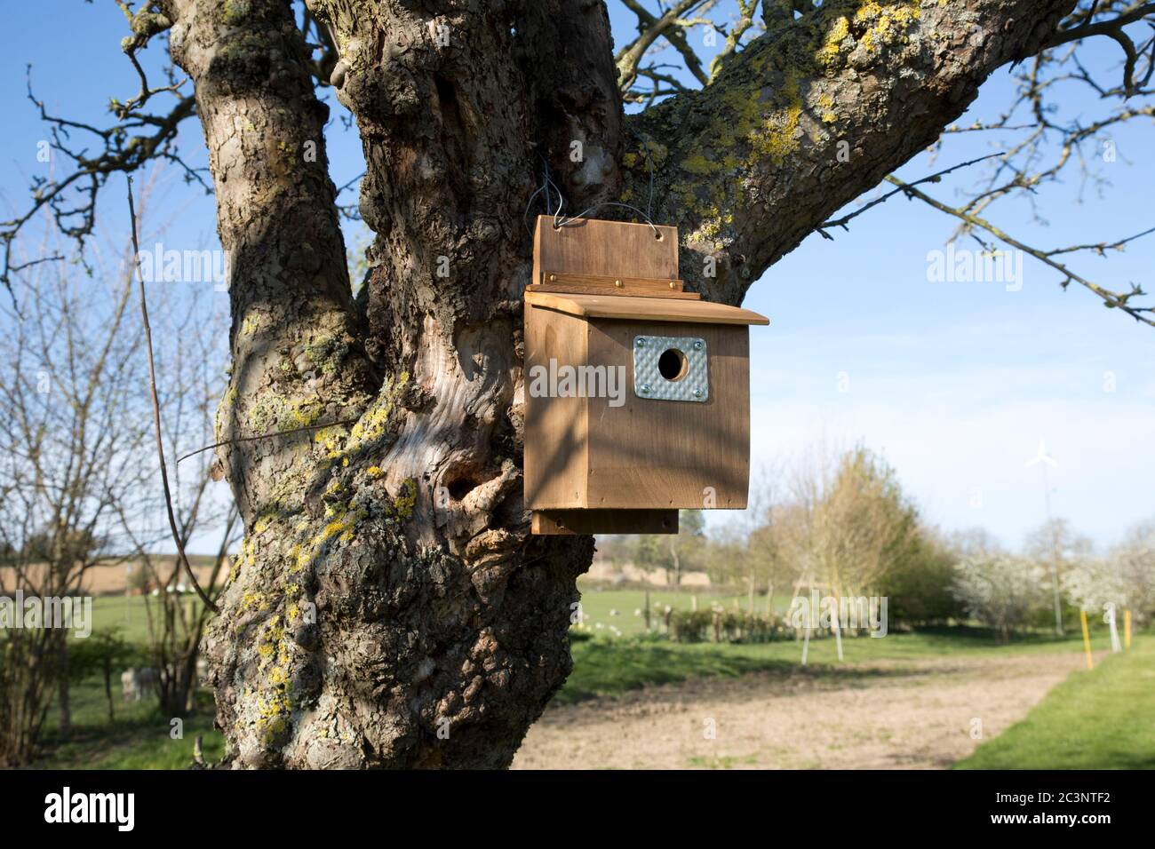 Nouvelle boîte à oiseaux sur pommier Colemans Hill Farm Royaume-Uni Banque D'Images