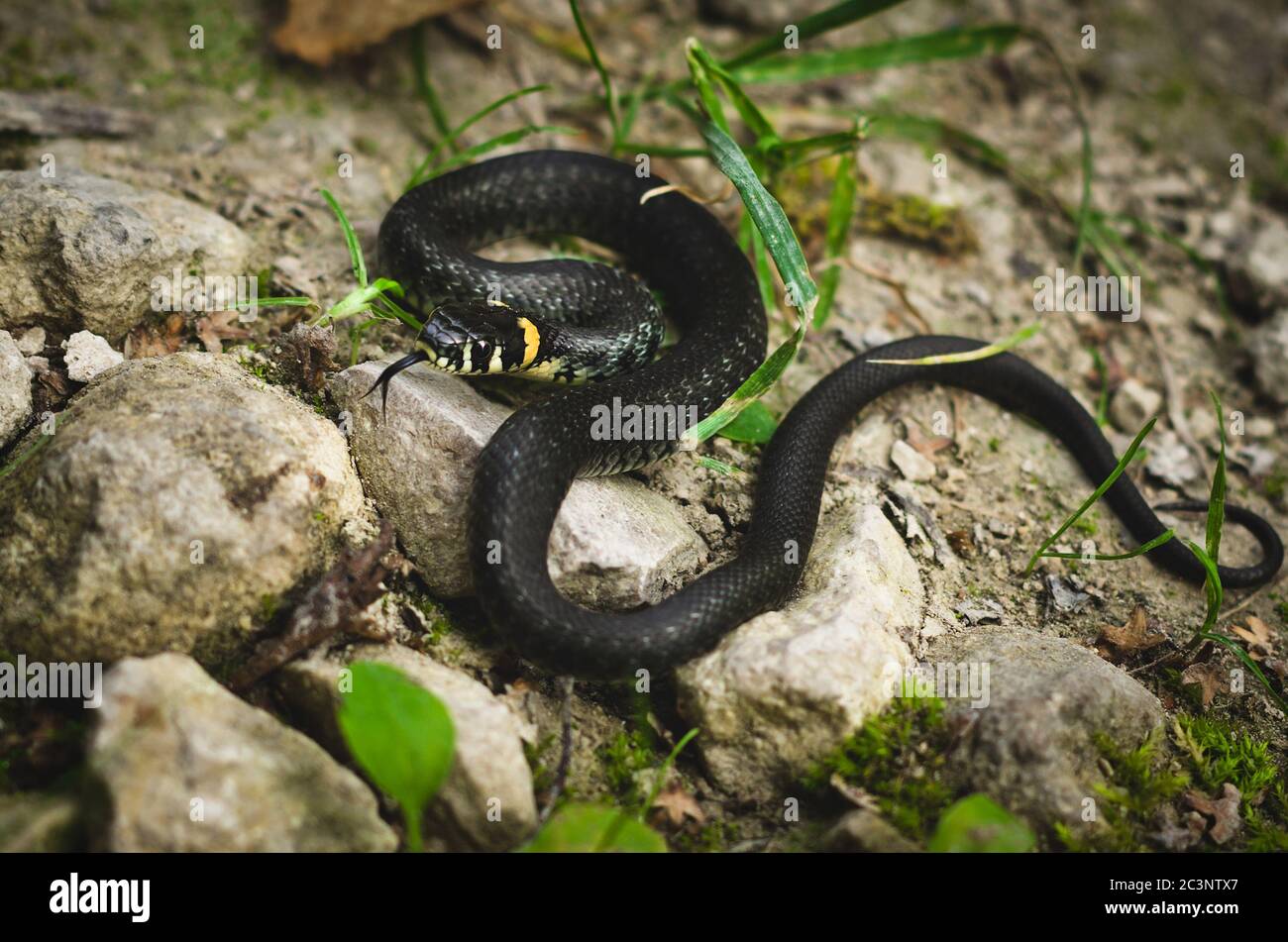 Serpent à herbe noire sur les rochers. Banque D'Images