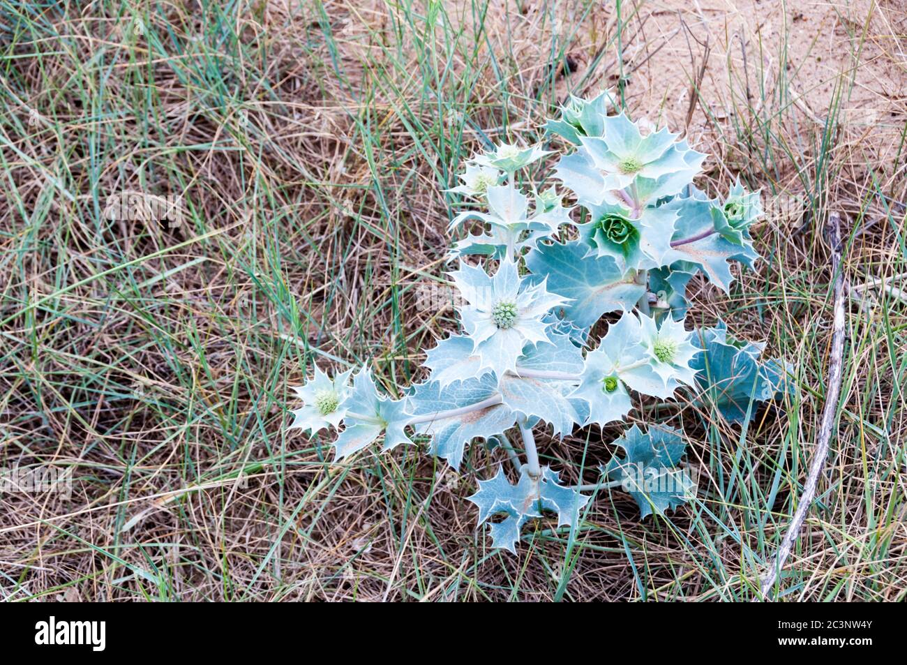 Le houx de mer, Eryngium maritimum, pousse sur la côte au bord d'une dune de sable. Banque D'Images