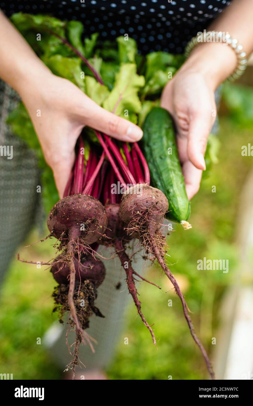 Tenir les légumes frais dans les mains Banque D'Images