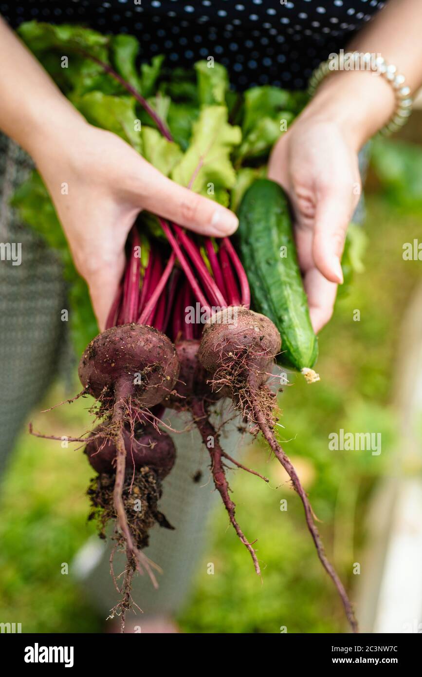 Tenir les légumes frais dans les mains Photo Stock - Alamy