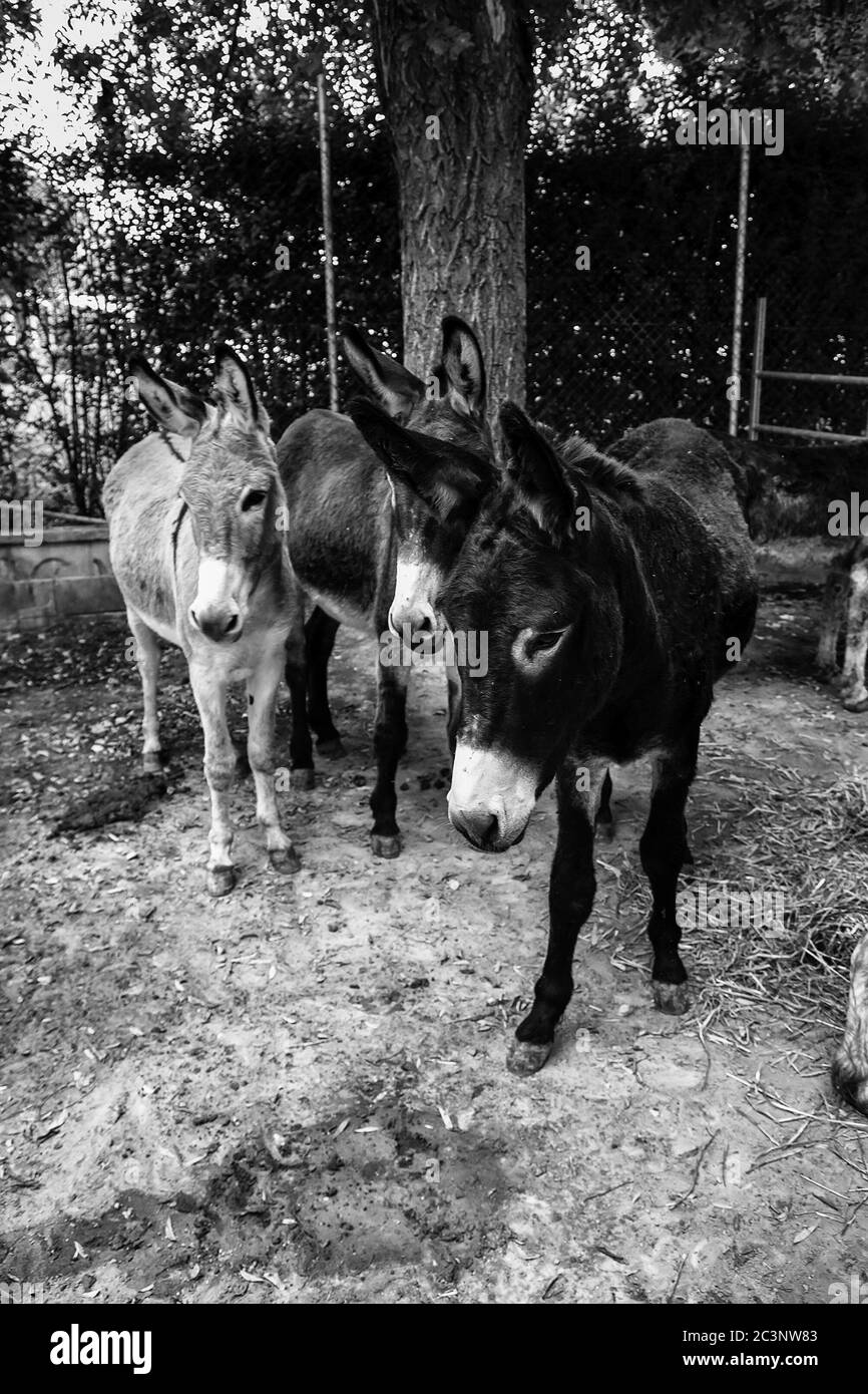 Ânes dans la ferme animale, parc naturel Banque D'Images