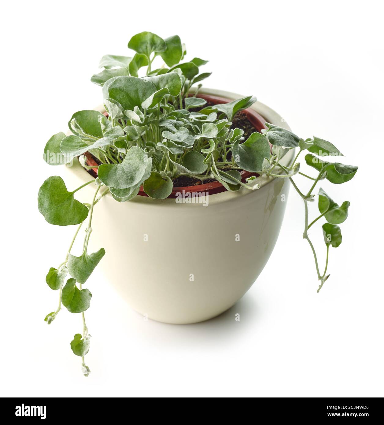 dichondra argent tombe plante dans un pot de fleur blanc isolé sur fond blanc Banque D'Images