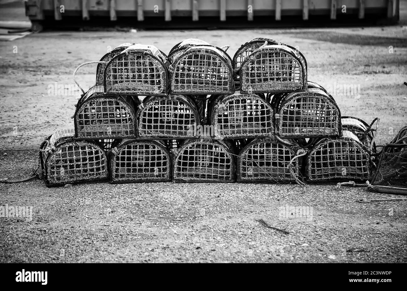 Pièges pour pêcher les mollusques, détail de la capture d'animaux marins Banque D'Images