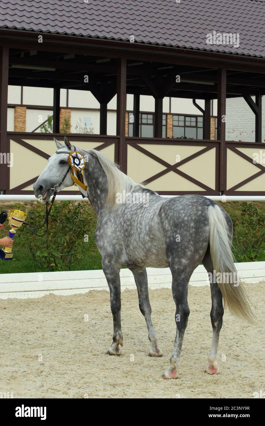 Regardez le portrait arrière d'un beau cheval gris PRÉ-dressage avec rosette gagnante Banque D'Images