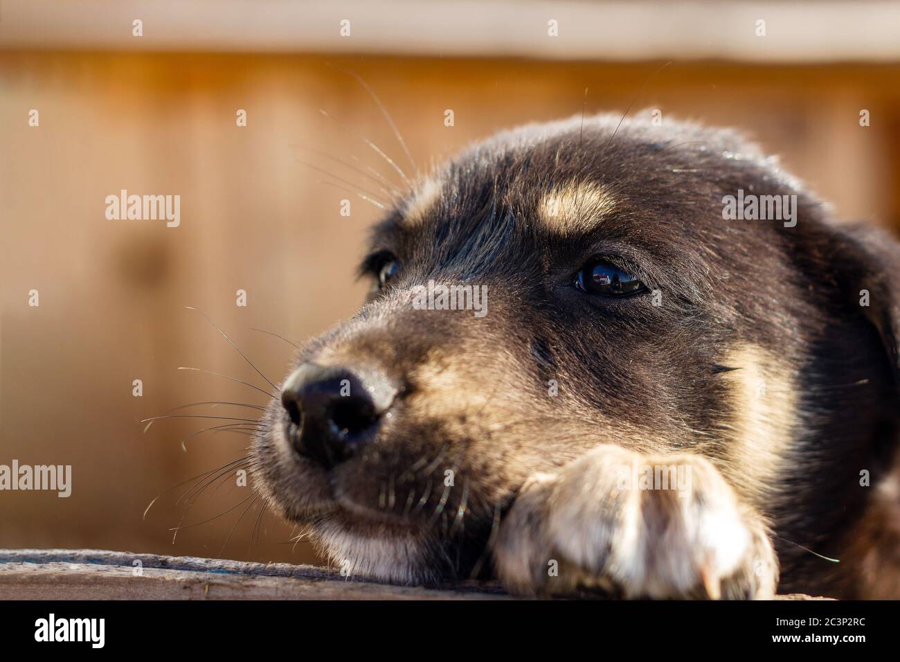 Le petit chiot regarde malheureusement dans la distance, chien errant Banque D'Images