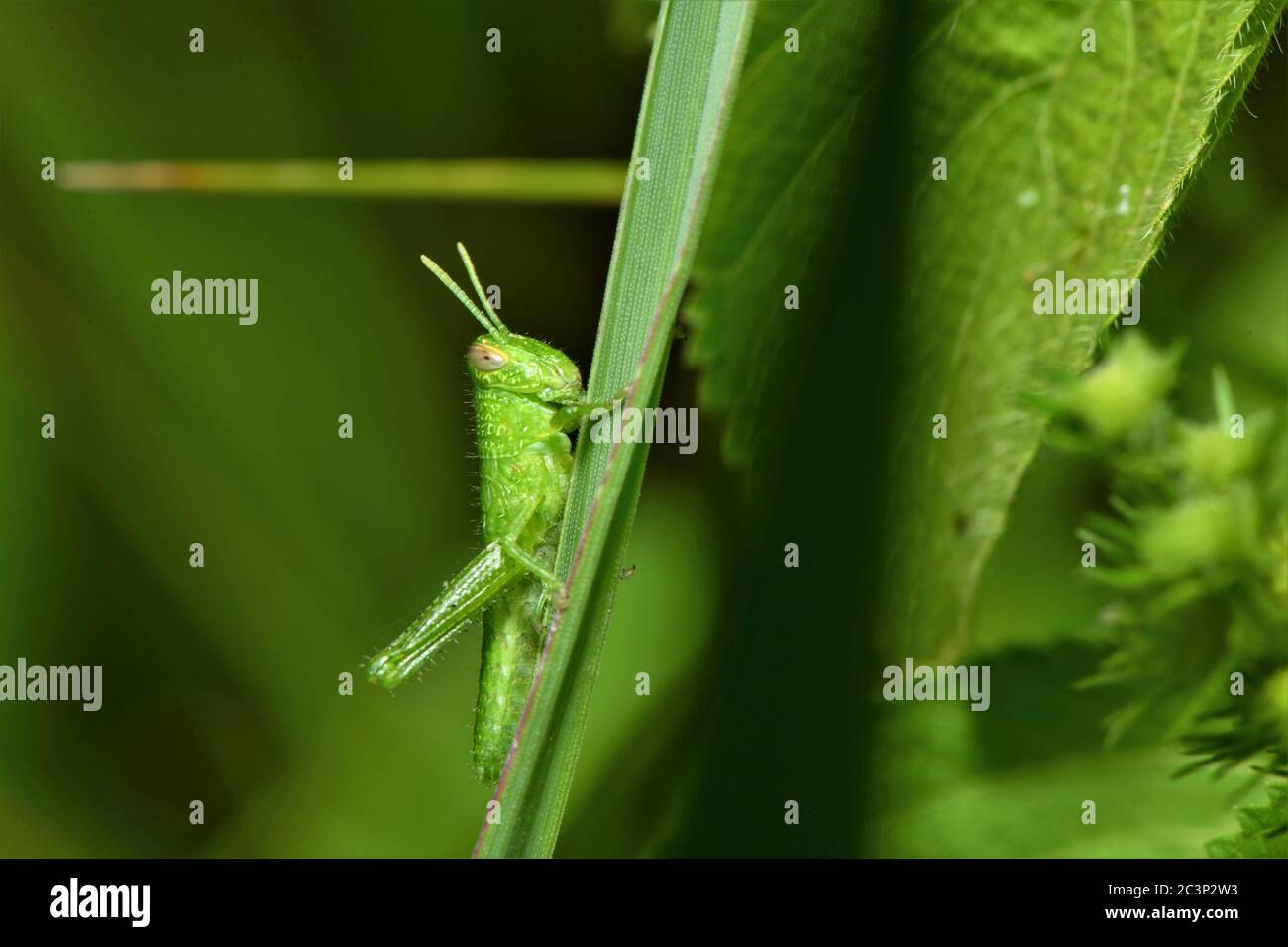 Sauterelle sur une lame d'herbe. Banque D'Images