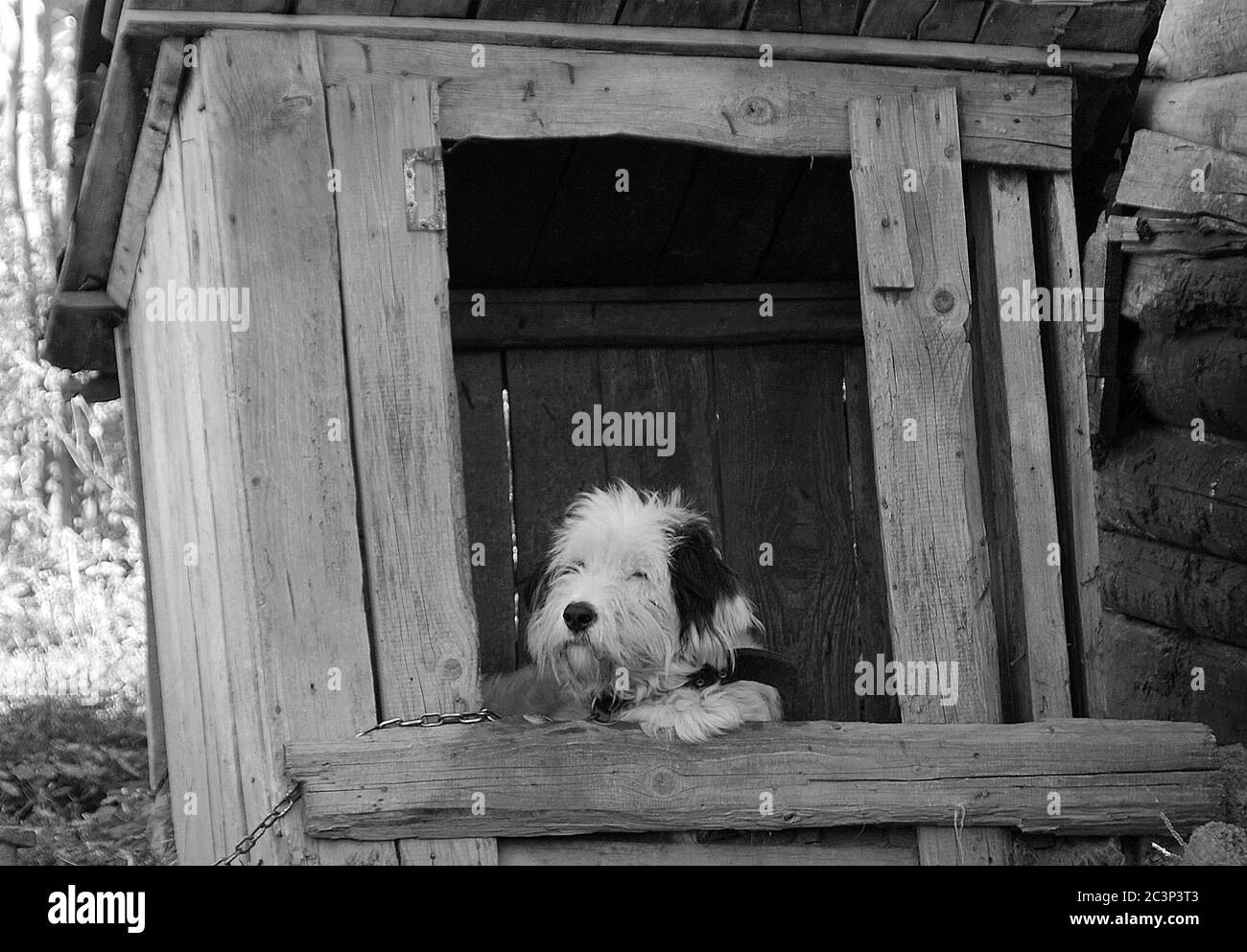 Prise de vue en niveaux de gris d'un noir et blanc dans un bois cottage sur une ferme Banque D'Images