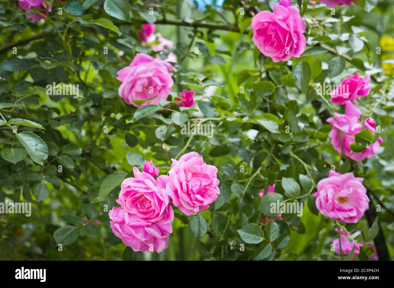 Roses roses roses arbustes, feuilles vertes. Banque D'Images