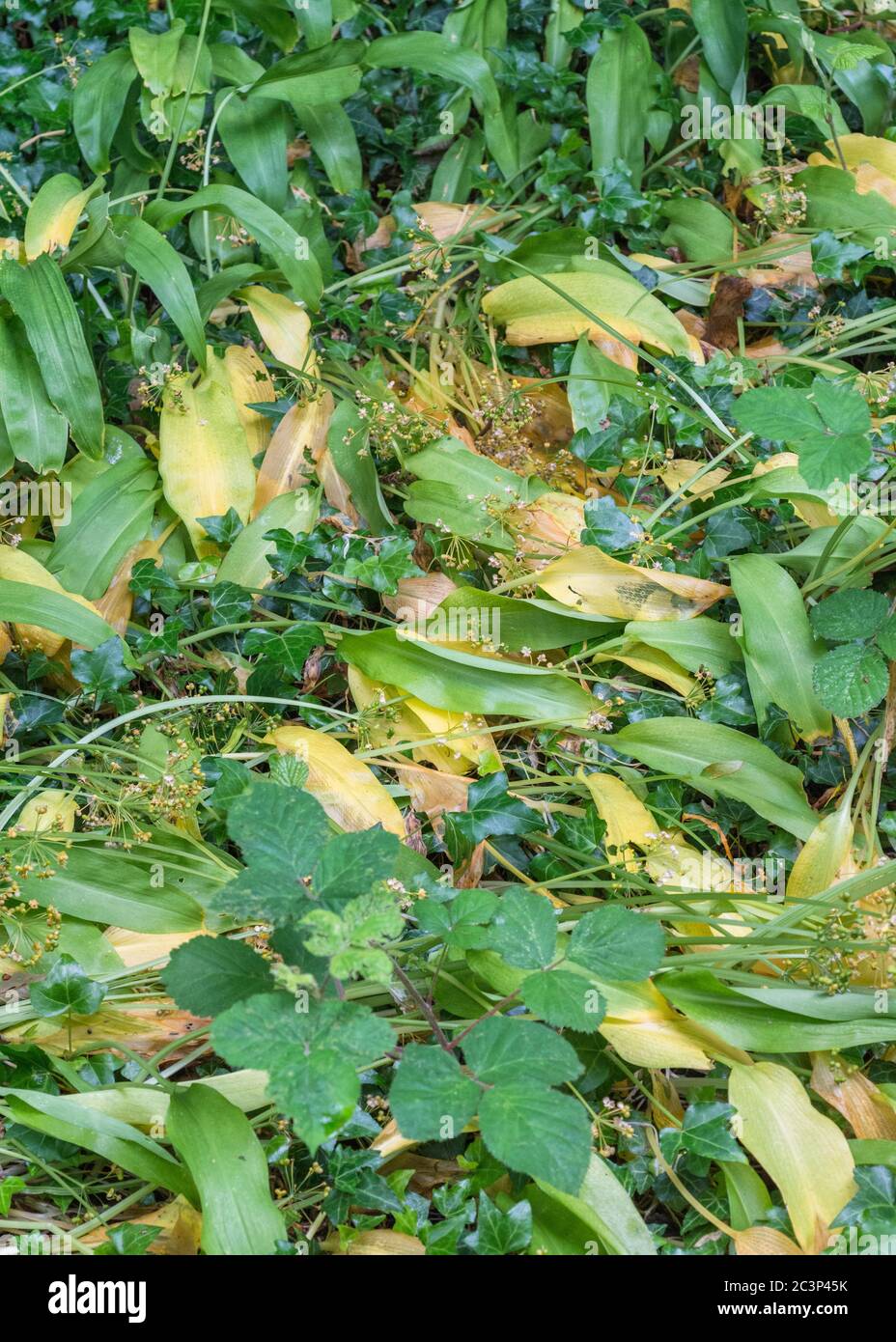 Fin de saison jaunissement des feuilles de l'ail sauvage appelé Ramsons / Allium ursinum comme la tache des mauvaises herbes comestibles meurt de retour. Métaphore de la mort, plantes mortes. Banque D'Images